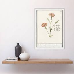 "Artery8 Carnation Dianthus Flower Anselmus de Boodt Wall Art Poster Print in White - Size: W18"" x H24""" - thumbnail 4
