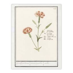 "Artery8 Carnation Dianthus Flower Anselmus de Boodt Wall Art Poster Print in White - Size: W18"" x H24""" - thumbnail 1