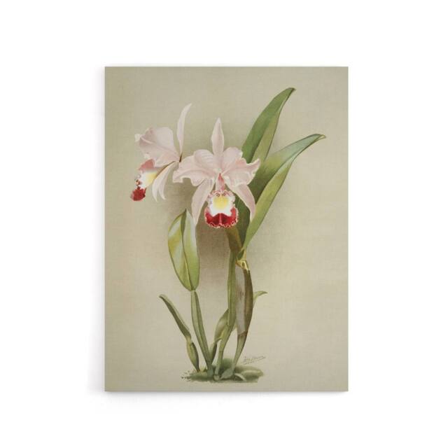 "Artery8 F Sander Cattleya Ballantiniana Orchid Flowers Canvas Wall Art Print in White - Size: W12"" x H16""" - image 1