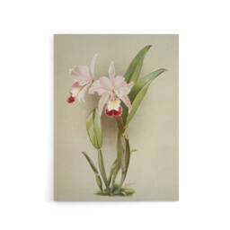 "Artery8 F Sander Cattleya Ballantiniana Orchid Flowers Canvas Wall Art Print in White - Size: W12"" x H16""" - thumbnail 1