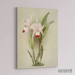 "Artery8 F Sander Cattleya Ballantiniana Orchid Flowers Canvas Wall Art Print in White - Size: W12"" x H16""" - thumbnail 2