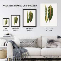 Artery8 AF Lydon Benjamin Fawcett Croton Plant Leaf Varieties Framed Art Print in White - Size: A4 - thumbnail 3