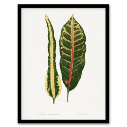Artery8 AF Lydon Benjamin Fawcett Croton Plant Leaf Varieties Framed Art Print in White - Size: A4 - thumbnail 1