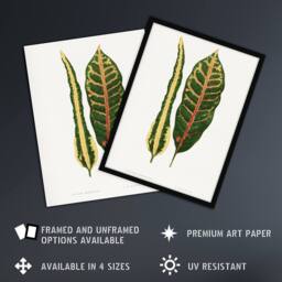 Artery8 AF Lydon Benjamin Fawcett Croton Plant Leaf Varieties Framed Art Print in White - Size: A4 - thumbnail 2