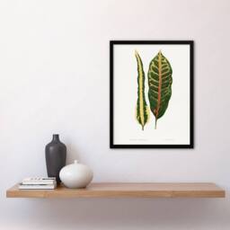 Artery8 AF Lydon Benjamin Fawcett Croton Plant Leaf Varieties Framed Art Print in White - Size: A4 - thumbnail 4
