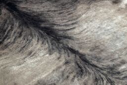 RugsX Cow Hide Rug in Grey - Size: 100 cm x 150 cm - thumbnail 5
