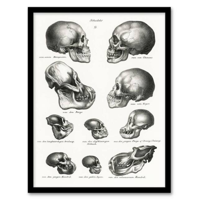 Artery8 Human Monkey & Ape Skulls Visser Vintage Framed Wall Art Print in White - Size: A4 - image 1