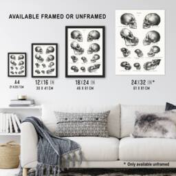 Artery8 Human Monkey & Ape Skulls Visser Vintage Framed Wall Art Print in White - Size: A4 - thumbnail 3