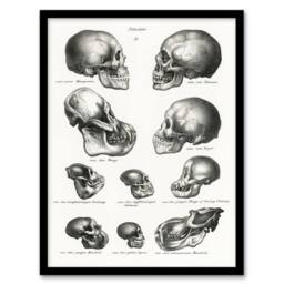 Artery8 Human Monkey & Ape Skulls Visser Vintage Framed Wall Art Print in White - Size: A4 - thumbnail 1