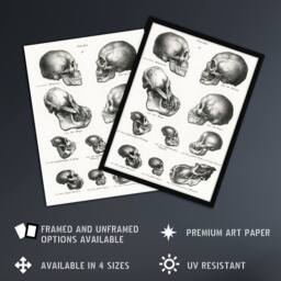 Artery8 Human Monkey & Ape Skulls Visser Vintage Framed Wall Art Print in White - Size: A4 - thumbnail 2