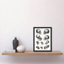 Artery8 Human Monkey & Ape Skulls Visser Vintage Framed Wall Art Print in White - Size: A4 - thumbnail 4