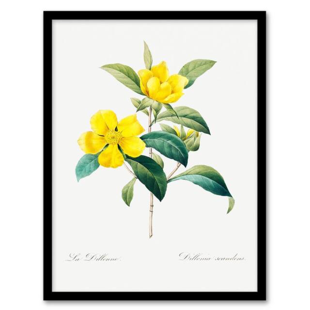 Artery8 Pierre Joseph Redoute Framed Wall Art Golden Guinea Vine Flowers in White - Size: A4 - image 1