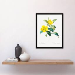 Artery8 Pierre Joseph Redoute Framed Wall Art Golden Guinea Vine Flowers in White - Size: A4 - thumbnail 2