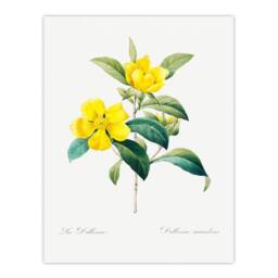 Artery8 Pierre Joseph Redoute Framed Wall Art Golden Guinea Vine Flowers in White - Size: A4 - thumbnail 3