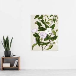 "Artery8 New Zealand Bindweed Wildflowers Featon Wall Art Poster Print in Beige - Size: W12"" x H16""" - thumbnail 4