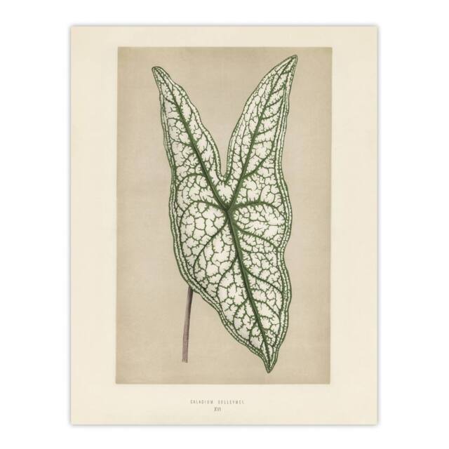 "Artery8 Vintage Botanical Caladium Belleymel Leaf Fawcett Wall Art Poster in Beige - Size: W18"" x H24""" - image 1