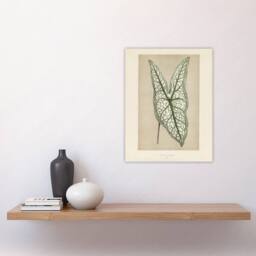 "Artery8 Vintage Botanical Caladium Belleymel Leaf Fawcett Wall Art Poster in Beige - Size: W18"" x H24""" - thumbnail 4
