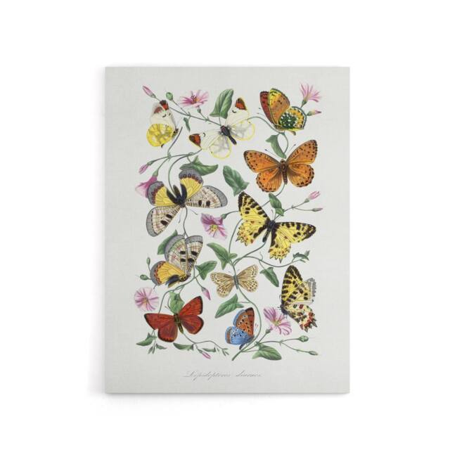 "Artery8 Paul Gervais Moths Butterflies & Morning Glory Canvas Wall Art Print in White - Size: W12"" x H16""" - image 1