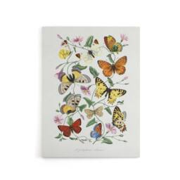 "Artery8 Paul Gervais Moths Butterflies & Morning Glory Canvas Wall Art Print in White - Size: W12"" x H16""" - thumbnail 1