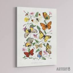 "Artery8 Paul Gervais Moths Butterflies & Morning Glory Canvas Wall Art Print in White - Size: W12"" x H16""" - thumbnail 2