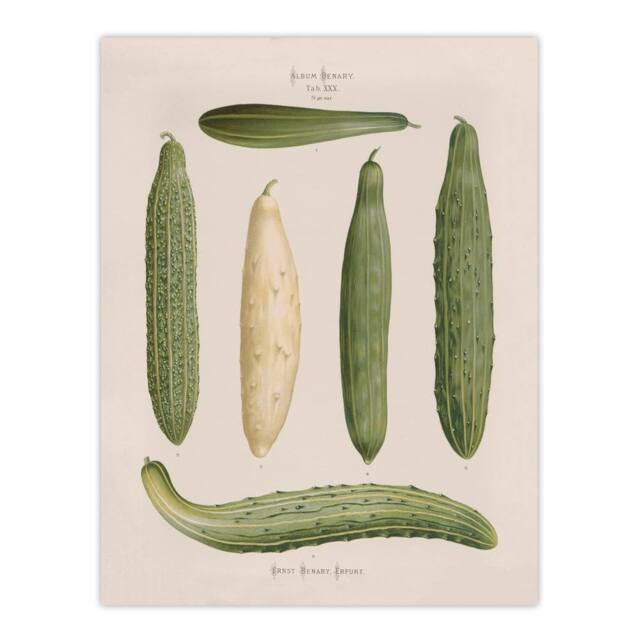 "Artery8 Frame Cucumbers Kitchen Decor Ernst Benary Wall Art Poster Print in White - Size: W18"" x H24""" - image 1