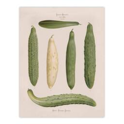 "Artery8 Frame Cucumbers Kitchen Decor Ernst Benary Wall Art Poster Print in White - Size: W18"" x H24""" - thumbnail 1