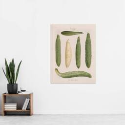 "Artery8 Frame Cucumbers Kitchen Decor Ernst Benary Wall Art Poster Print in White - Size: W18"" x H24""" - thumbnail 4
