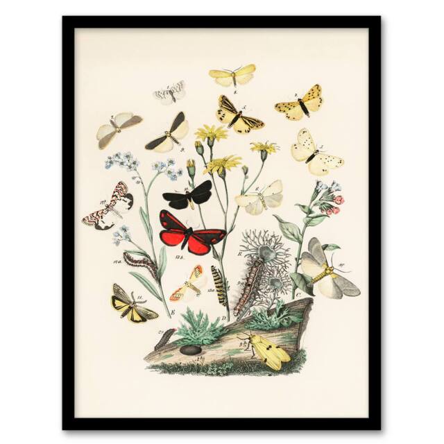 Artery8 William Forsell Kirby Framed Wall Art Small Butterflies Caterpillars in White - Size: A4 - image 1