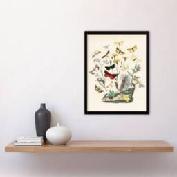 Artery8 William Forsell Kirby Framed Wall Art Small Butterflies Caterpillars in White - Size: A4 - thumbnail 2