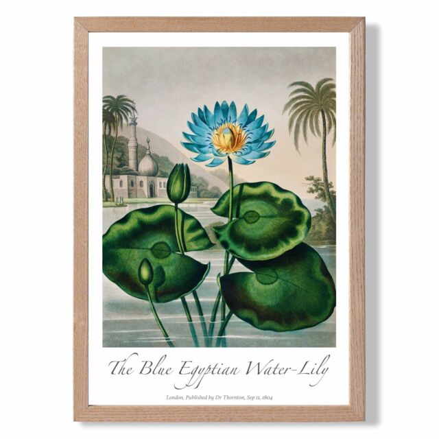 ARTZE Vintage Floral Exhibition - Egyptian Water Lily Framed Print SIZE: A4 with Oak Frame in Green - image 1