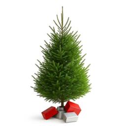 Clifton Premier Nordman Fir Xmas Tree - Low Needle Drop - 1.5 - 1.75m (5 - 6 ft) in Green