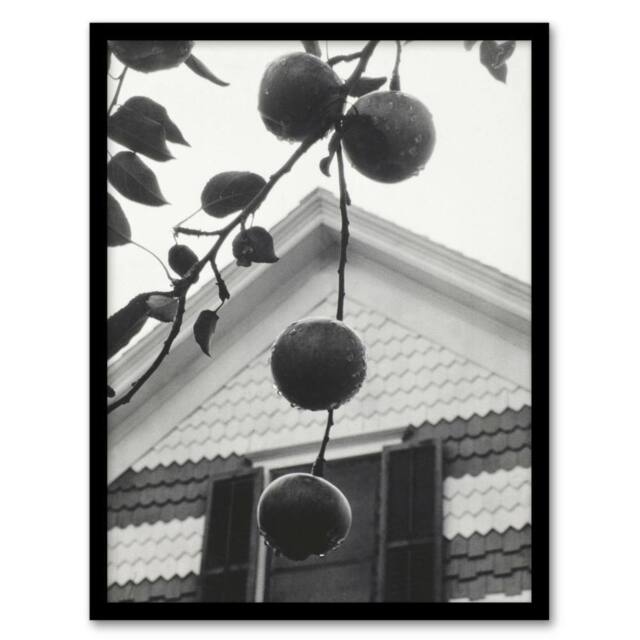 "Artery8 Gable & Apples Photograph Alfred Stieglitz Framed Wall Art Print in Grey - Size: W12"" x H16""" - image 1