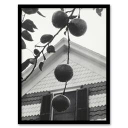 "Artery8 Gable & Apples Photograph Alfred Stieglitz Framed Wall Art Print in Grey - Size: W12"" x H16""" - thumbnail 1