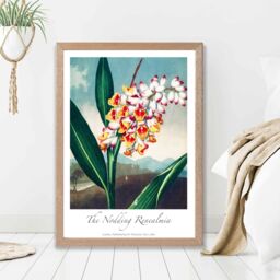 ARTZE Vintage Floral Exhibition - Renealmia Flower Framed Print SIZE: A3 with Oak Frame in Red - thumbnail 2