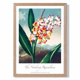 ARTZE Vintage Floral Exhibition - Renealmia Flower Framed Print SIZE: A3 with Oak Frame in Red - thumbnail 1
