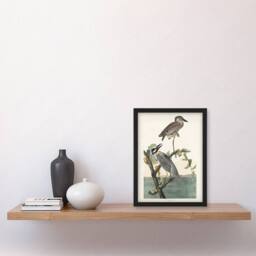 Artery8 Yellow Crowned Heron Audubon Nature Framed Wall Art Print in White - Size: A4 - thumbnail 4