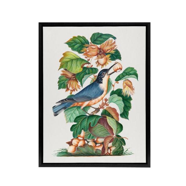 "Artery8 Nuthatch Bird Hazel Oak & Bramble Bolton Black Framed Canvas Art - Size: W12"" x H16""" - image 1