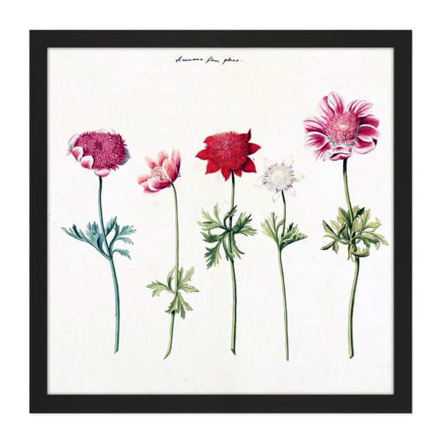"Artery8 Wall Art Print Five Studies Of Anemones Pretty Flowers Drawing Square Framed Picture 16X16 Inch in Black - Size: W16"" x H16""" - image 1