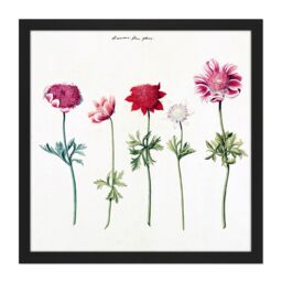 "Artery8 Wall Art Print Five Studies Of Anemones Pretty Flowers Drawing Square Framed Picture 16X16 Inch in Black - Size: W16"" x H16""" - thumbnail 1