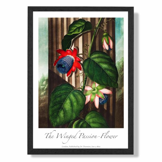ARTZE Vintage Floral Exhibition - Winged Passion Flower Framed Print SIZE: A3 with Black Frame in Red - Size: A4 - image 1