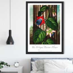 ARTZE Vintage Floral Exhibition - Winged Passion Flower Framed Print SIZE: A3 with Black Frame in Red - Size: A4 - thumbnail 2