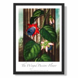 ARTZE Vintage Floral Exhibition - Winged Passion Flower Framed Print SIZE: A3 with Black Frame in Red - Size: A4 - thumbnail 1