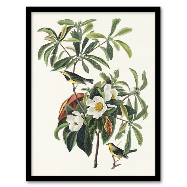 Artery8 Bachman's Warbler & Franklinia Tree Audubon Framed Wall Art Print in White - Size: A4 - image 1