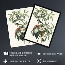 Artery8 Bachman's Warbler & Franklinia Tree Audubon Framed Wall Art Print in White - Size: A4 - thumbnail 2