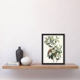Artery8 Bachman's Warbler & Franklinia Tree Audubon Framed Wall Art Print in White - Size: A4 - thumbnail 4