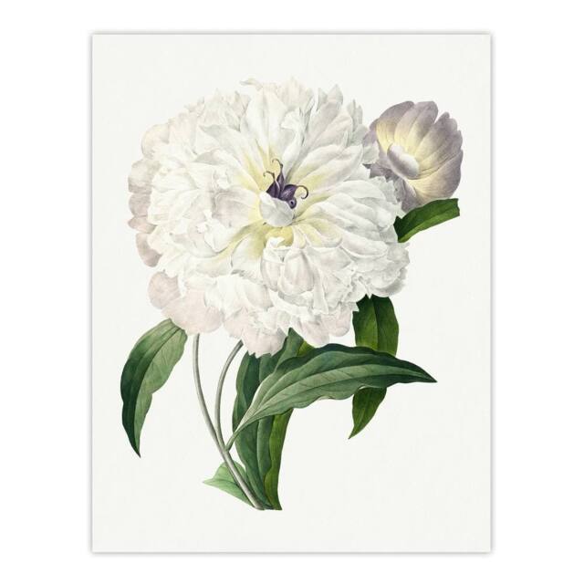 "Artery8 Peony Flower Illustration Redoute Vintage Wall Art Print Poster in White - Size: W12"" x H16""" - image 1