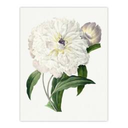 "Artery8 Peony Flower Illustration Redoute Vintage Wall Art Print Poster in White - Size: W12"" x H16""" - thumbnail 1