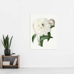 "Artery8 Peony Flower Illustration Redoute Vintage Wall Art Print Poster in White - Size: W12"" x H16""" - thumbnail 4