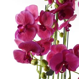 Leaf 110cm Large Pink Orchid Plant - Artifcial - 41 REAL TOUCH flowers in Green - thumbnail 3