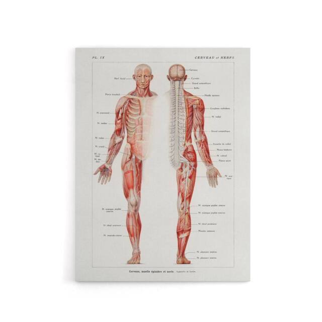 "Artery8 Human Nervous System Boissiere Vintage Canvas Wall Art in White - Size: W24"" x H32""" - image 1